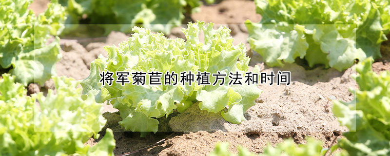 将军菊苣的种植方法和时间