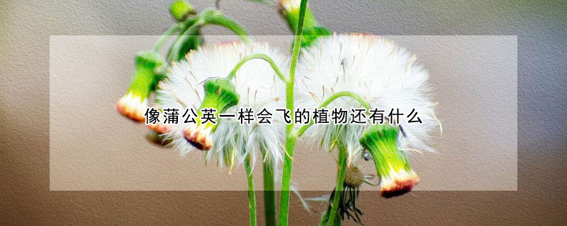 像蒲公英一样会飞的植物还有什么