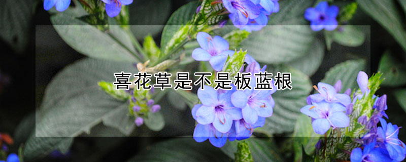 喜花草是不是板蓝根