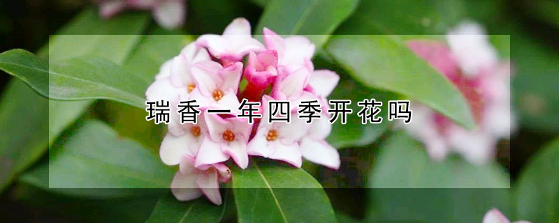 瑞香一年四季开花吗