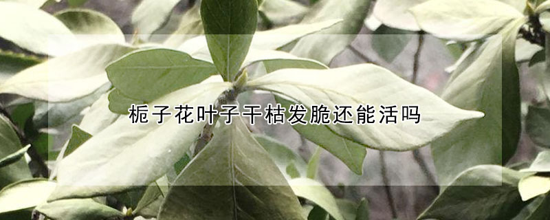 栀子花叶子干枯发脆还能活吗