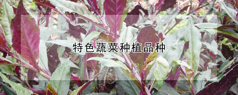 特色蔬菜种植品种