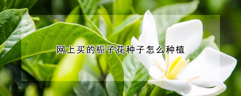 网上买的栀子花种子怎么种植