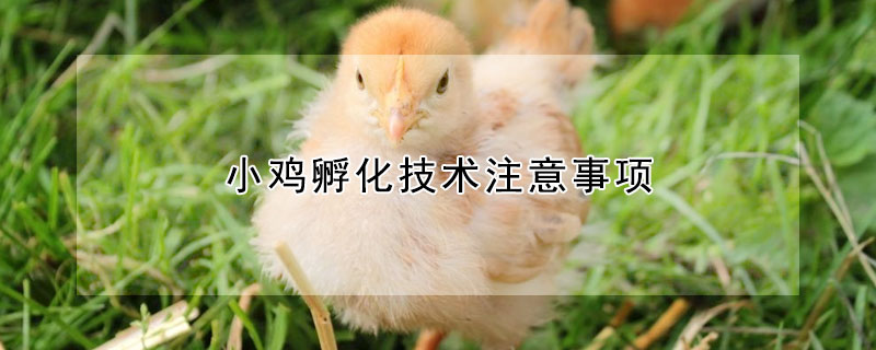 小鸡孵化技术注意事项
