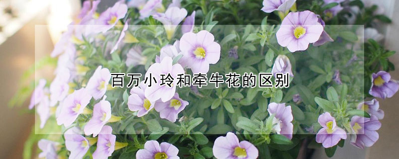 百万小玲和牵牛花的区别