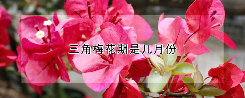 三角梅花期是几月份