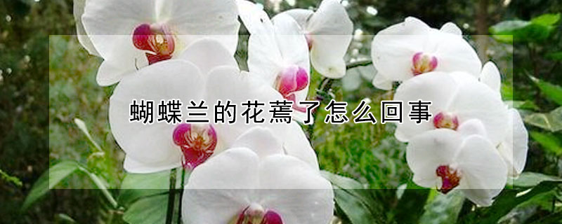 蝴蝶兰的花蔫了怎么回事