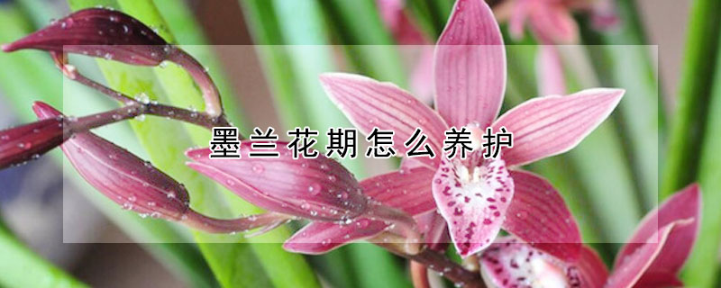 墨兰花期怎么养护