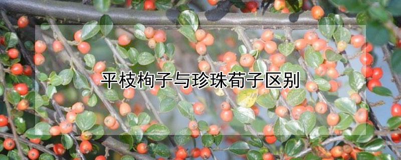 平枝栒子与珍珠荀子区别