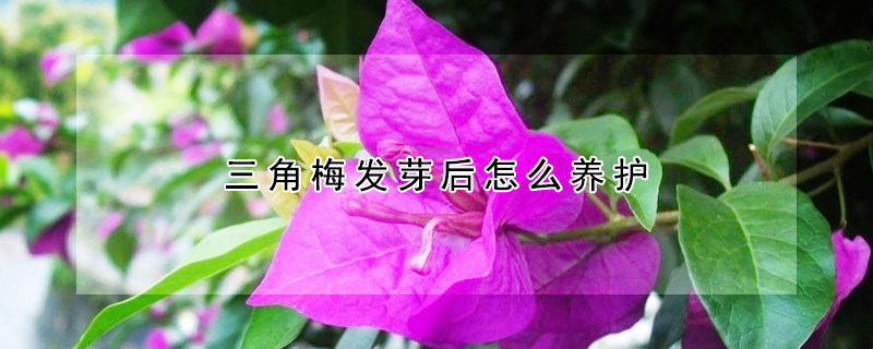 三角梅发芽后怎么养护