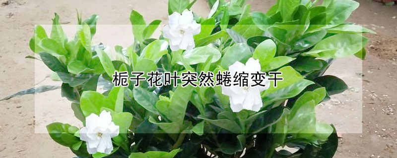 栀子花叶突然蜷缩变干