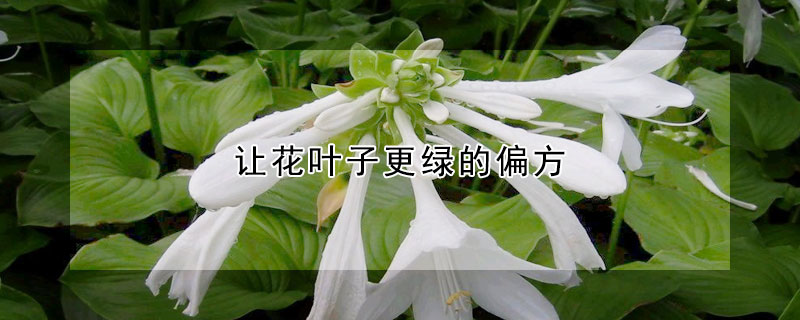 让花叶子更绿的偏方