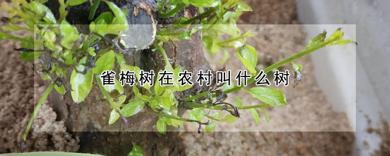 雀梅树在农村叫什么树