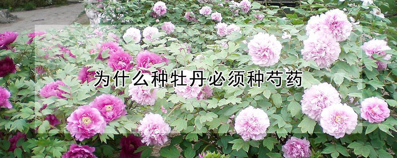 为什么种牡丹必须种芍药