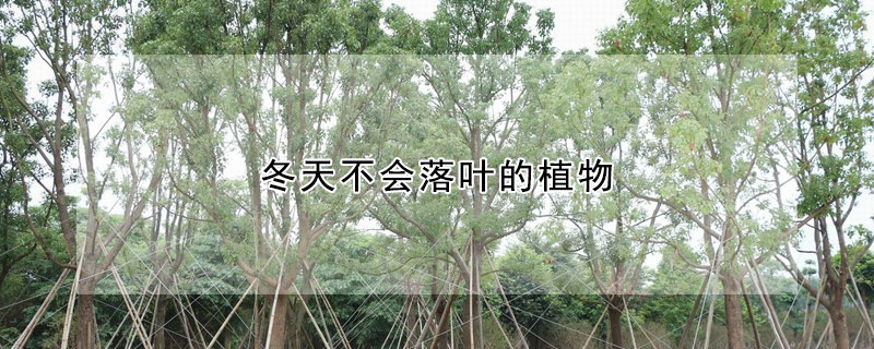 冬天不会落叶的植物