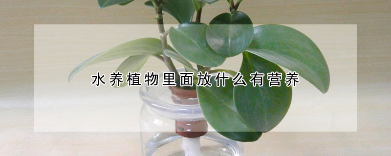 水养植物里面放什么有营养