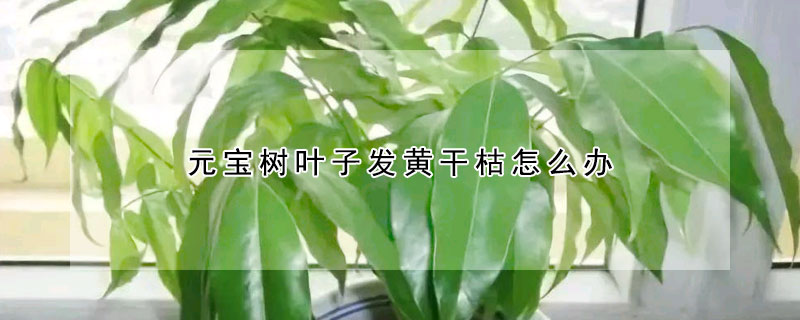 元宝树叶子发黄干枯怎么办