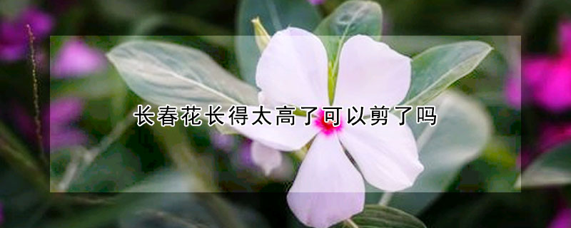 长春花长得太高了可以剪了吗