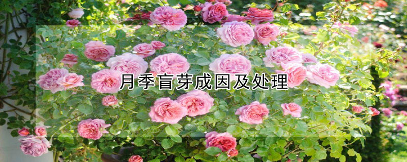 月季盲芽成因及处理