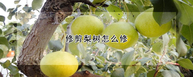 修剪梨树怎么修