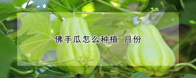 佛手瓜怎么种植 月份