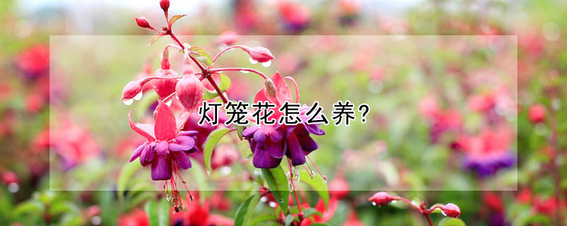 灯笼花怎么养?