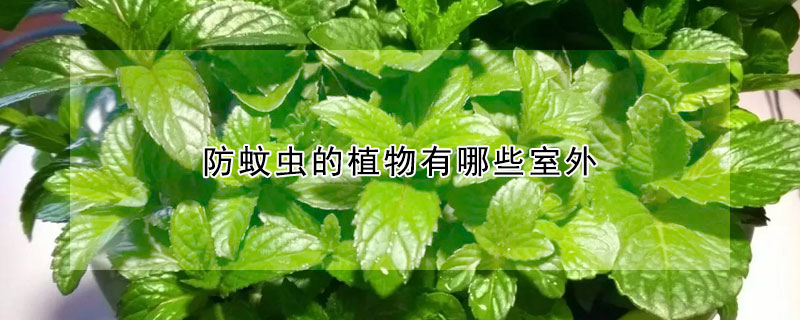 防蚊虫的植物有哪些室外