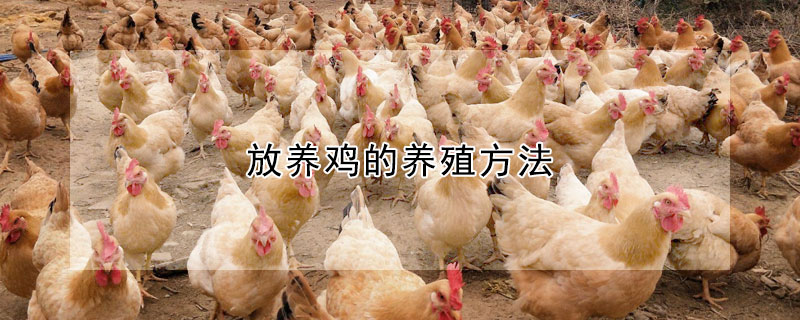 放养鸡的养殖方法