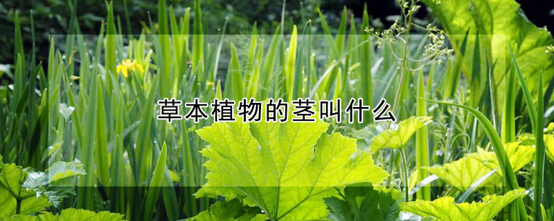 草本植物的茎叫什么