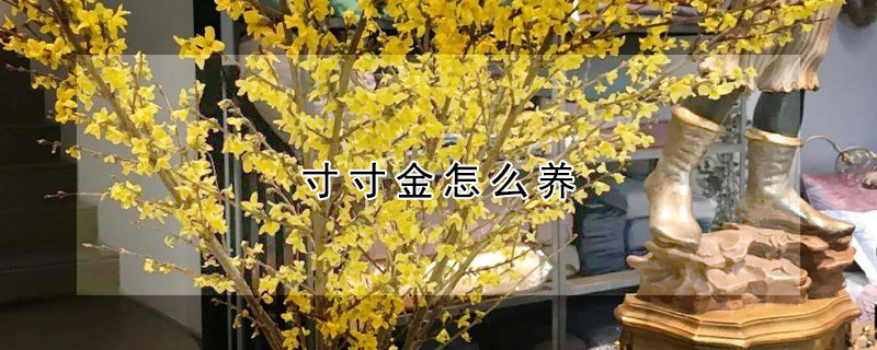 寸寸金怎么养