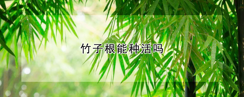 竹子根能种活吗