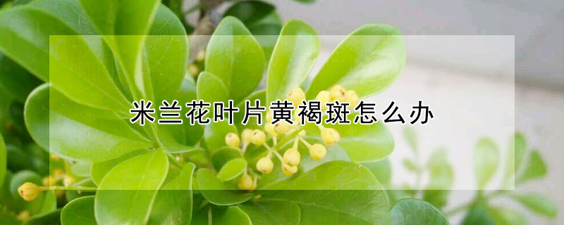 米兰花叶片黄褐斑怎么办