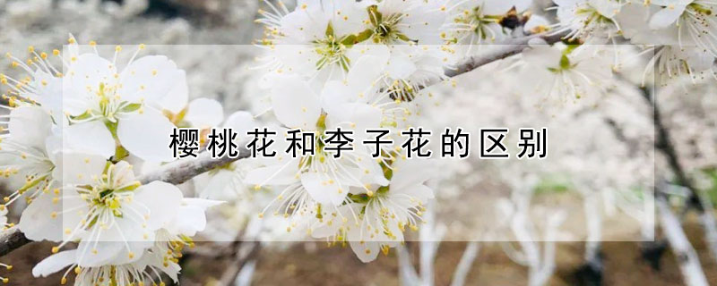 樱桃花和李子花的区别