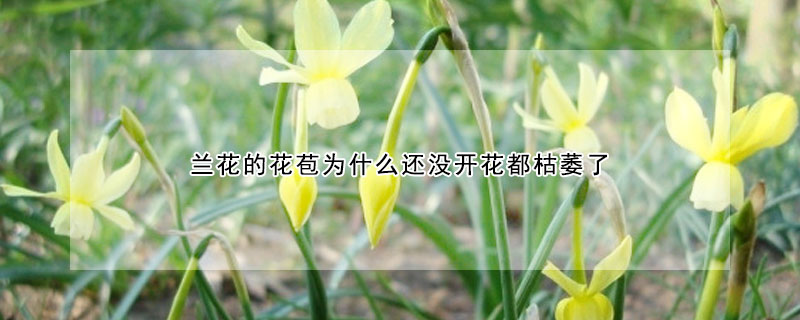 兰花的花苞为什么还没开花都枯萎了