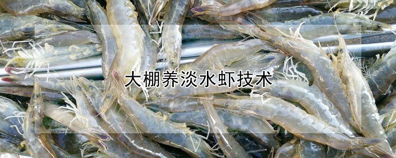 大棚养淡水虾技术