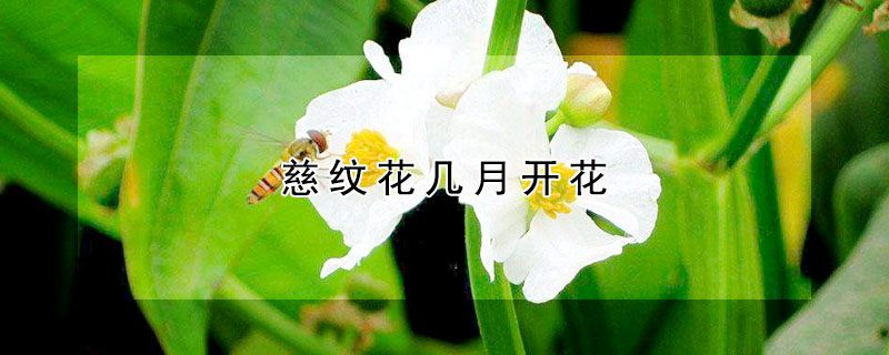 慈纹花几月开花