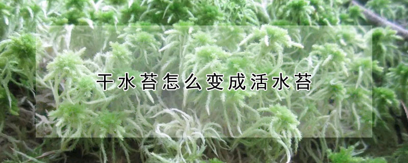 干水苔怎么变成活水苔 发财农业网
