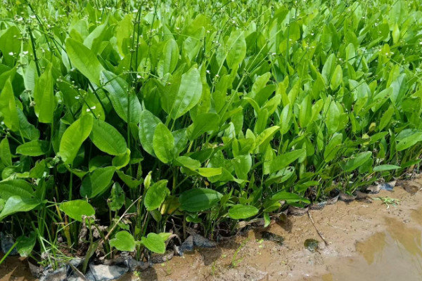 泽泻是什么植物