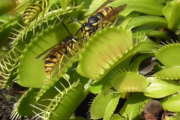 食人花怎么养