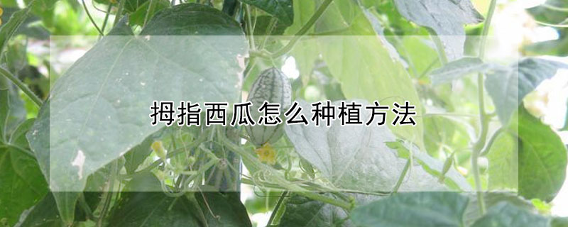 拇指西瓜怎么种植方法