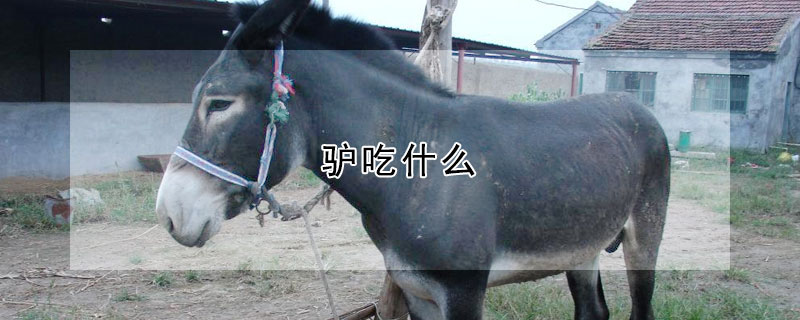 驴吃什么