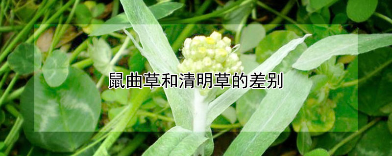 鼠曲草和清明草的差别