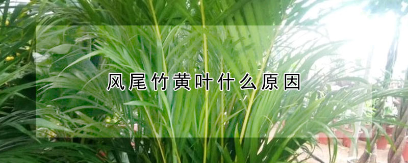 风尾竹黄叶什么原因