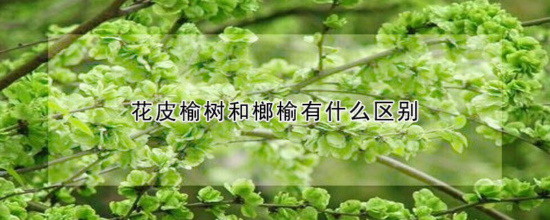 花皮榆树和榔榆有什么区别