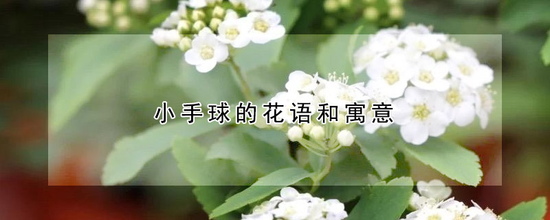 小手球的花语和寓意