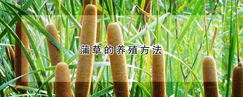 蒲草的养殖方法