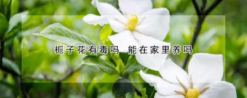 栀子花有毒吗 能在家里养吗