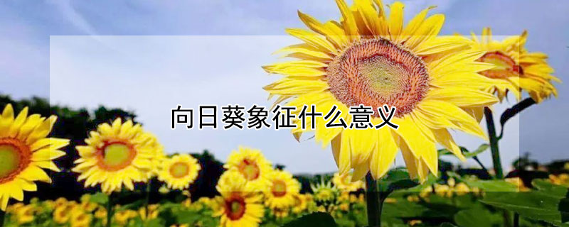 向日葵象征什么意义