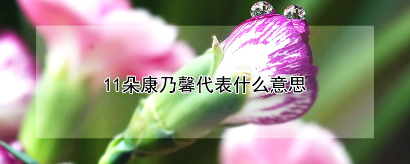 11朵康乃馨代表什么意思