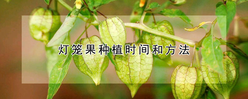 灯笼果种植时间和方法